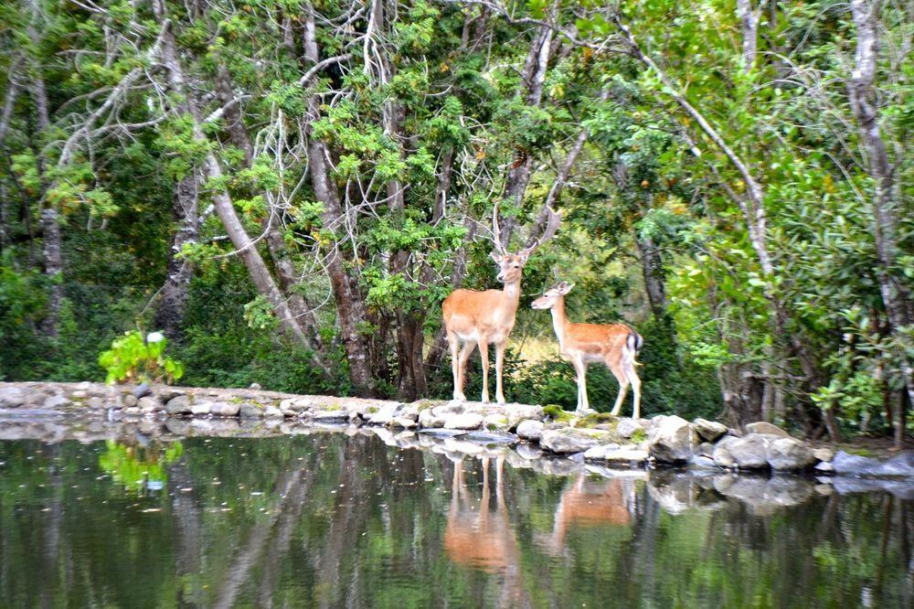 Tree Lodge Nidos De Pucón المظهر الخارجي الصورة