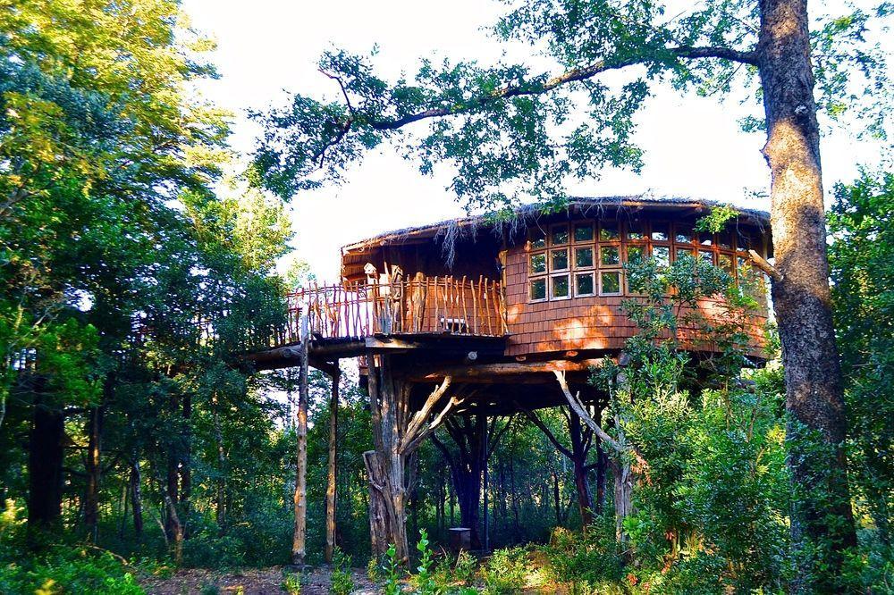 Tree Lodge Nidos De Pucón المظهر الخارجي الصورة