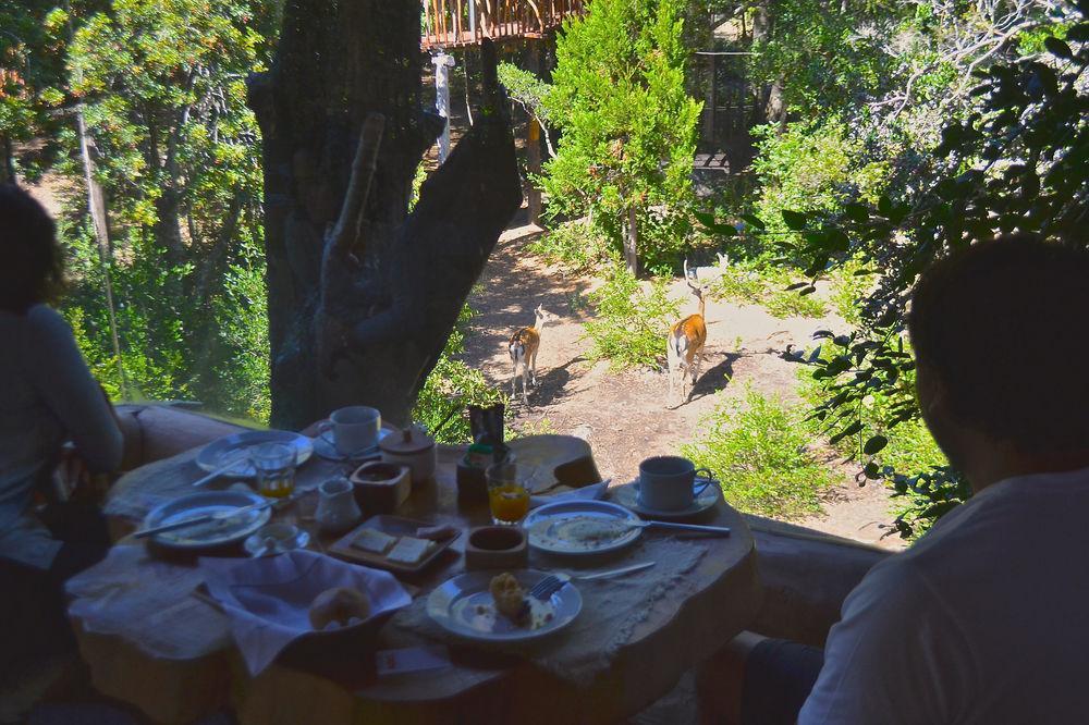 Tree Lodge Nidos De Pucón المظهر الخارجي الصورة